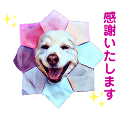 [LINEスタンプ] 白い雑種犬ケープさん