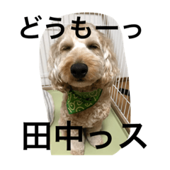 [LINEスタンプ] うちのウィルでございます‼️