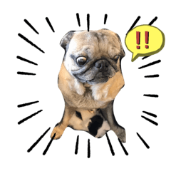 [LINEスタンプ] パグとにゃんこの日常スタンプ