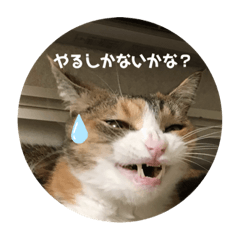 [LINEスタンプ] 猫のピンちゃんとアンちゃん