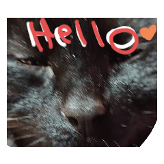 [LINEスタンプ] うちの黒猫の福ちゃん⑧の画像（メイン）