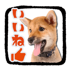 [LINEスタンプ] 柴犬・おこげちゃん