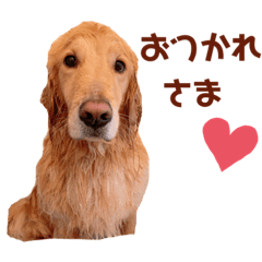 [LINEスタンプ] 癒されるゴールデンレトリーバースタンプ