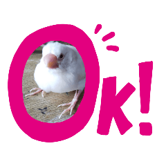 [LINEスタンプ] 文鳥のひととき