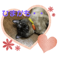 [LINEスタンプ] 花とニャンコ