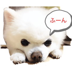 [LINEスタンプ] 白ポメのらなちゃん③