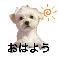 [LINEスタンプ] チワマルスタンプ⑥