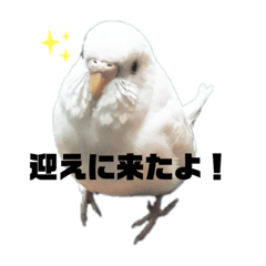 [LINEスタンプ] フクちゃんですけど。