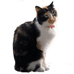 [LINEスタンプ] 保護猫スタンプ（ココア・アイル・サクラ）