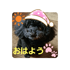 [LINEスタンプ] わんこの響輝くん
