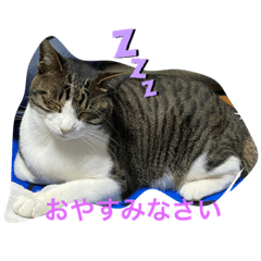 [LINEスタンプ] あさひなこはく