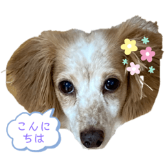 [LINEスタンプ] ミミの日常さ