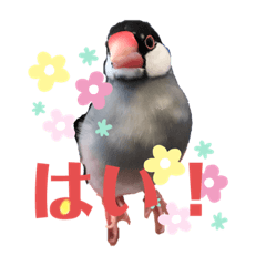 [LINEスタンプ] 桜文鳥おぶん②