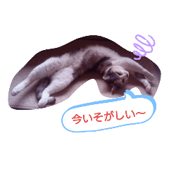 [LINEスタンプ] 今いそがしい〜