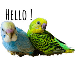 [LINEスタンプ] my little bird s14785236963258741s s