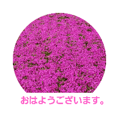 [LINEスタンプ] 春の花 丁寧言葉