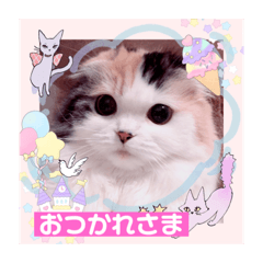 [LINEスタンプ] はぴちゃんの日常会話No2