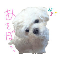 [LINEスタンプ] マルチーズ  ②ゲンタ
