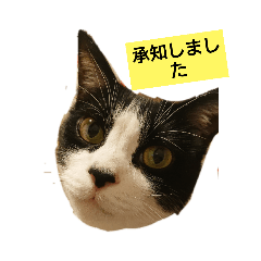 [LINEスタンプ] YUKIPのにゃーちゃん