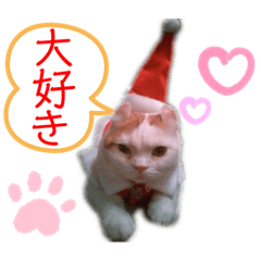[LINEスタンプ] ねこちゃんズ☆