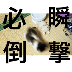 [LINEスタンプ] 猛将の姫 おこめ