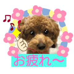 [LINEスタンプ] トイプー❤️ショコロン❤️毎日用