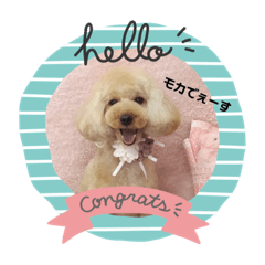 [LINEスタンプ] トイプのモカちゃんでぇ〜す