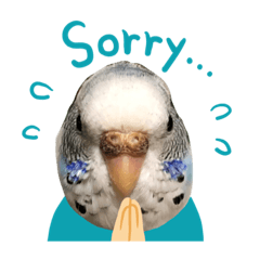 [LINEスタンプ] 癒されインコのかわいいスタンプ①