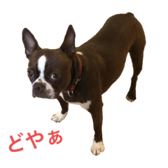 [LINEスタンプ] 茶色のボストンテリア（実写）2