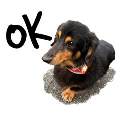 [LINEスタンプ] my little dog Claudine_20200524180613