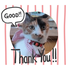 [LINEスタンプ] ねこカフェみけ