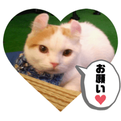 [LINEスタンプ] 白太郎とアトム