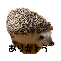 [LINEスタンプ] ハリネズミさくらちゃん桑名弁