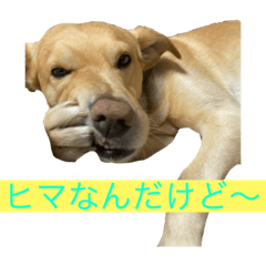[LINEスタンプ] 僕の名前はジョン