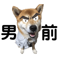 [LINEスタンプ] 柴犬シュートver5