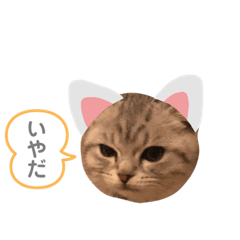 [LINEスタンプ] たぬもた⑤
