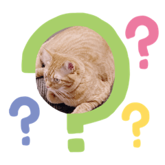 [LINEスタンプ] 猫スタンプ♡♡