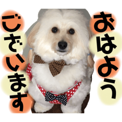 [LINEスタンプ] 可愛い愛犬スタンプ7