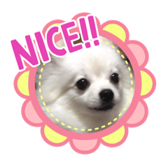 [LINEスタンプ] ポメラニアンのナミ   NO4