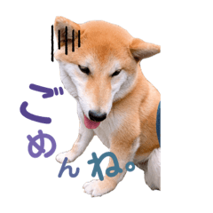 [LINEスタンプ] 柴犬 レイ