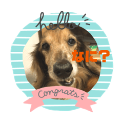 [LINEスタンプ] ダックスのワンダフルlife①