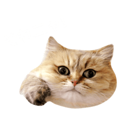[LINEスタンプ] ペルたん＆アメしょ