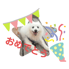[LINEスタンプ] スピッツ 犬