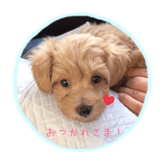 [LINEスタンプ] 愛犬 ぷるたん