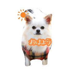 [LINEスタンプ] うちのルっちゃん
