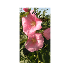 [LINEスタンプ] 花だよ(笑)