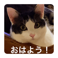 [LINEスタンプ] 僕、サブローです