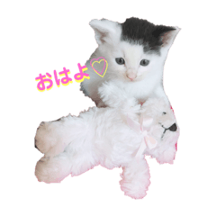 [LINEスタンプ] 預かり保護猫ちゃん♡
