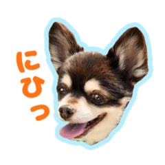 [LINEスタンプ] チワワのつぼみ