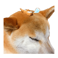 [LINEスタンプ] とびまる②